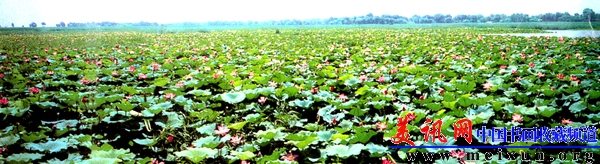 十里荷香.jpg