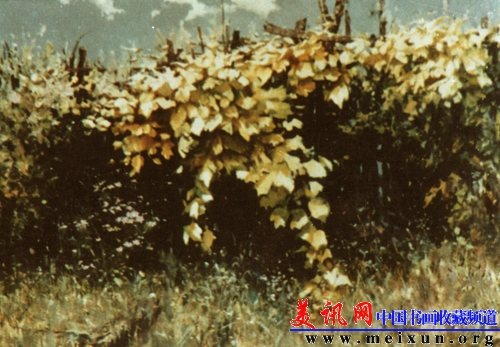 秋日的栅栏 .jpg