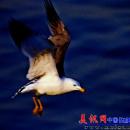 飞翔的另一种视野