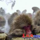 2005圣诞节图片精选1