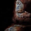 摄影师拍摄猩猩酷似人类的面部表情