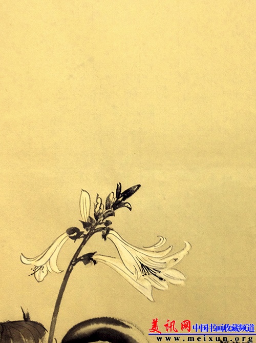玉簪花.jpg